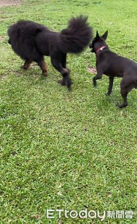 ▲想幫愛犬拍網美照...驚見「台灣本土黑毛豬」　媽嘆：獒界矮冬瓜。（圖／粉專「芒果柚柚妹妹new life」提供，請勿隨意翻拍，以免侵權。）