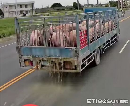 ▲ 運豬車行經雲林虎尾鎮疑似要前往雲林縣肉品市場，卻沿路溢流豬隻排泄物，造成惡臭環計污染。（圖／記者蔡佩旻翻攝）