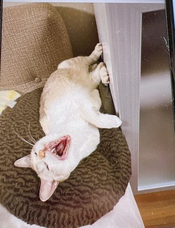 獨居者過世，貓咪10天後獲救。（圖／翻攝自推特@machamama_cat）