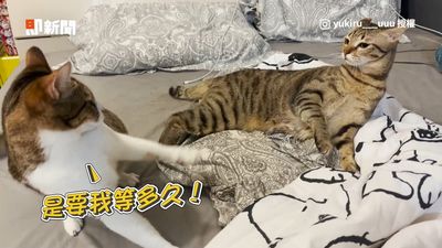 影/貓媽躺女兒身上求舔毛 見對方不動怒揮拳教訓