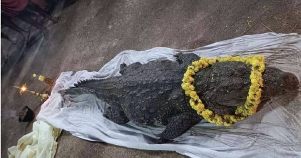 被認為具有神性的鱷魚巴比亞最近突然去世。（圖／翻攝自推特）