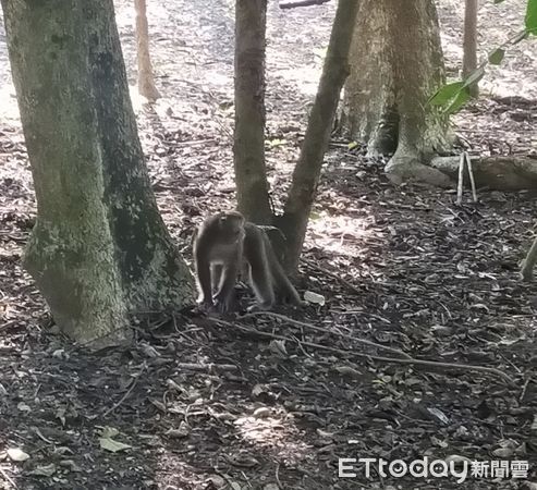 ▲台南山上花園水道博物館也出現獼猴蹤跡，園區工作人員發現一隻獼猴在密林區遊蕩，館方通知農業局後，由專業人士誘捕將觀察健康狀況後野放。（圖／記者林悅翻攝，下同）