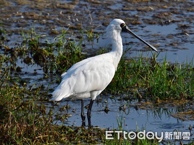 2022黑琵親子輕旅行 今年增加尋找「T85」及黑琵數來寶」