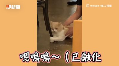 影/喵星人拒剪指甲毛手緊抓椅腳 店員拔不開笑歪