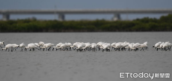 ▲2022黑琵親子輕旅行活動開始報名，歡迎大家來觀賞黑琵及「黑琵數來寶」活動。（圖／記者林悅翻攝，下同）