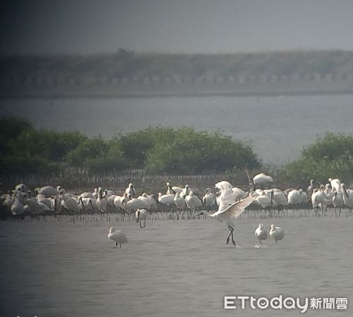 ▲2022黑琵親子輕旅行活動開始報名，歡迎大家來觀賞黑琵及「黑琵數來寶」活動。（圖／記者林悅翻攝，下同）