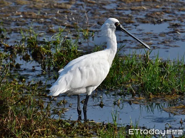 ▲2022黑琵親子輕旅行活動開始報名，歡迎大家來觀賞黑琵及「黑琵數來寶」活動。（圖／記者林悅翻攝，下同）