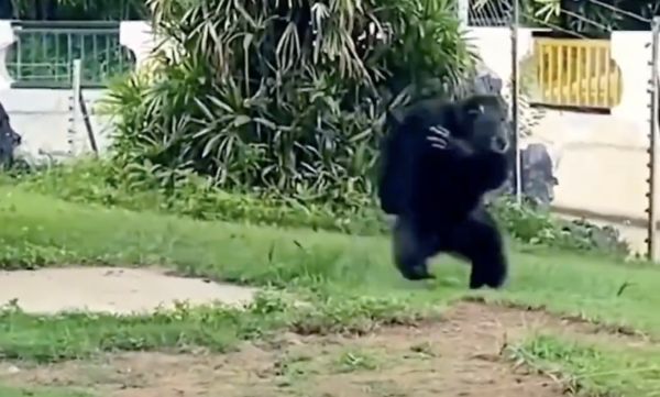 ▲南寧動物園動物「搞笑」行為。（圖／翻攝極目新聞）