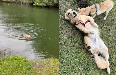 公園野餐「瘋狗金」突然撲進湖裡！　快樂秀泳技爸回家洗狗崩潰