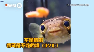 影／超挑食刺河豚吃播秀！　見最愛「磷蝦」鬥雞眼狂嗑