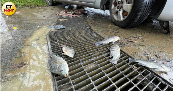 來不及回到溪流的吳郭魚。（圖／李宗明攝）