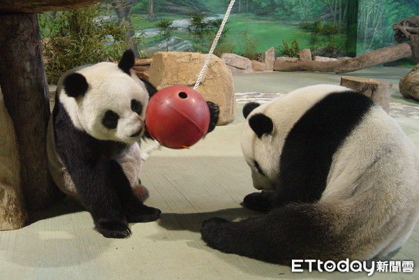 ▲▼團團圓圓。（圖／台北市立動物園）