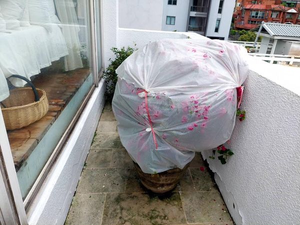 ▲陳文茜在風雨中補救陽台植物。（圖／翻攝自臉書／文茜的世界周報 Sisy's World News）