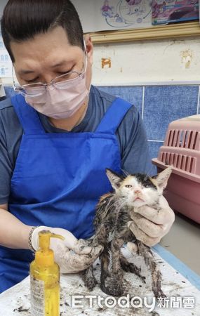 ▲幼貓中黏鼠板大面積發黑受傷　動物志工靠「神奇一物」驚險救援。（圖／網友台灣動物緊急救援小組提供。）