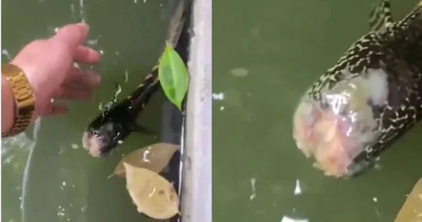 大陸四川省日前有一名路過的民眾目擊，一條「無頭」的雷龍魚在池塘中游動。（圖／翻攝自微博／搜狐千里眼）