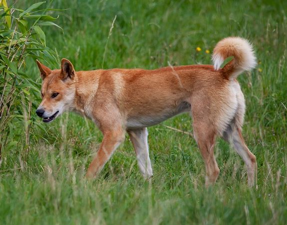 ▲▼澳洲野犬（dingo）。（圖／取自免費圖庫pixabay）