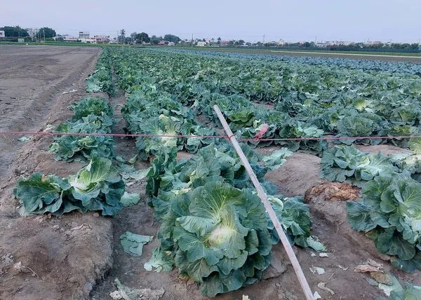 ▲▼鄰居到自家田裡偷高麗菜，被抓包還跟家中長輩告狀「菜那麼醜不讓人拿，没肚量」。（圖／翻攝自爆料公社）