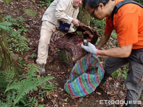 ▲▼廖姓山老鼠今年8月在南庄風美溪山區盜伐貴重林木遭查獲，近日故技重施，19日又在南庄山區遭警方查獲盜伐及持有毒品。（圖／記者蔡文淵翻攝）