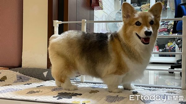 柯基犬星星。（圖／飼主謝宜芬提供）