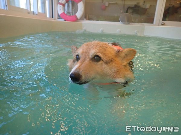 柯基犬星星。（圖／飼主謝宜芬提供）