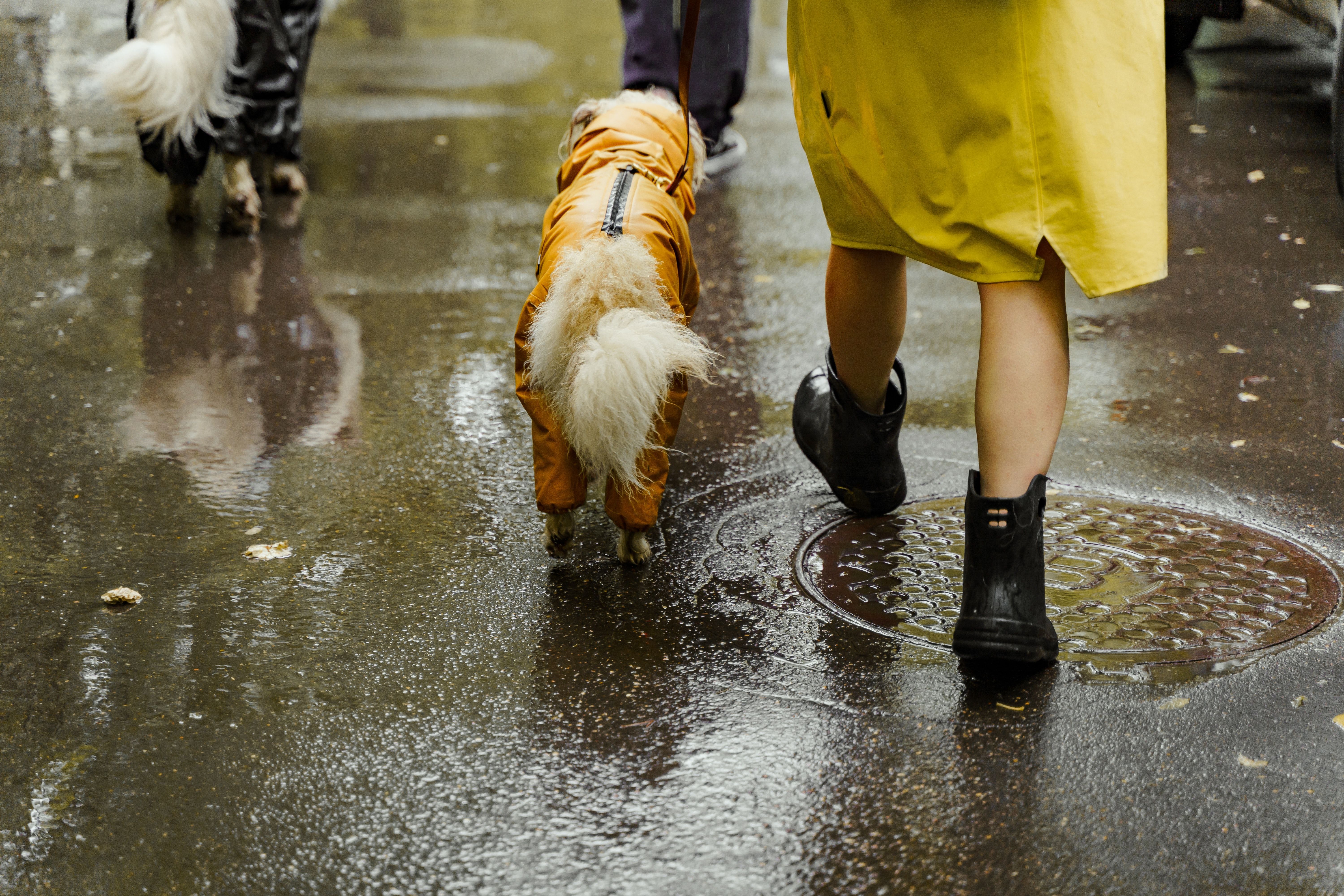 ▲雨靴,雨鞋,下雨。（圖／pexels）