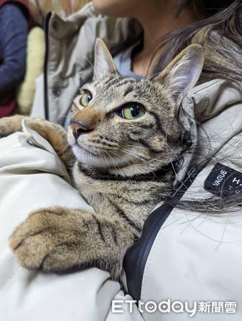 ▲貓咪「麥麥」。（圖／飼主邱怡菁授權提供）