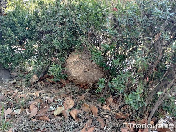 ▲彰化鹿港生態公園出現虎頭蜂窩。（圖／記者唐詠絮翻攝）