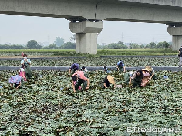 ▲台南市官田區菱角季22日在官田葫蘆埤自然生態公園登場。（圖／記者林悅翻攝，下同）