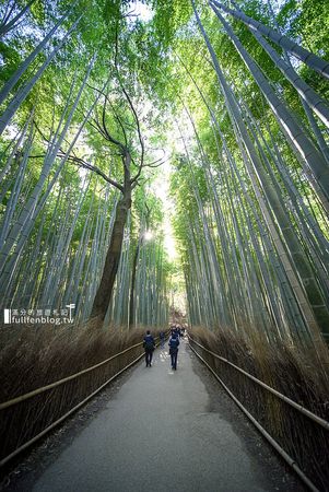 ▲▼來趟日本嵐山一日遊走進最美竹林小徑（圖／滿分的旅遊札記提供）
