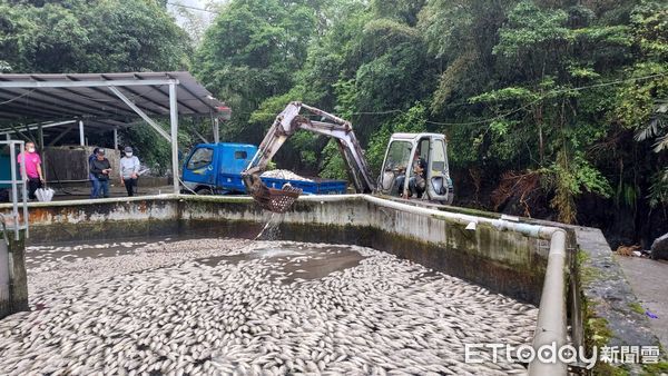 ▲▼尼莎颱風土石流，大同一養殖場10噸鱸魚缺氧死亡，道路搶通搶預計3天清完魚屍。（圖／記者游芳男翻攝，下同）