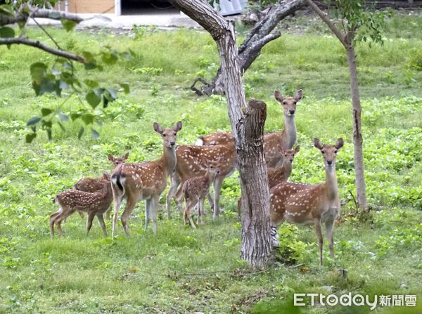 ▲東戒武陵生態園區，梅花鹿復育有成。（圖／記者楊漢聲翻攝）