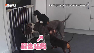 影／3倍高柵欄關不住臘腸犬　媽看監控見「惡霸跳板」