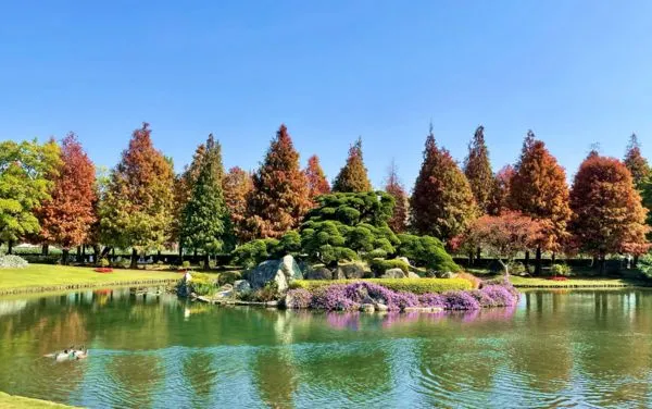 ▲成美文化園區美麗的落羽松。（圖／成美文化園區提供）