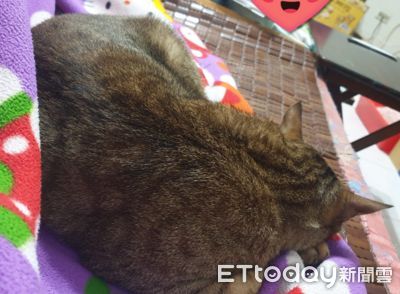 養了2年多...高冷貓終於「願意陪睡」　阿母感動：陪我一覺到天亮