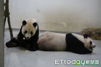 團團病逝後「將培育下一代」? 動物園曝圓仔、圓寶交配計畫