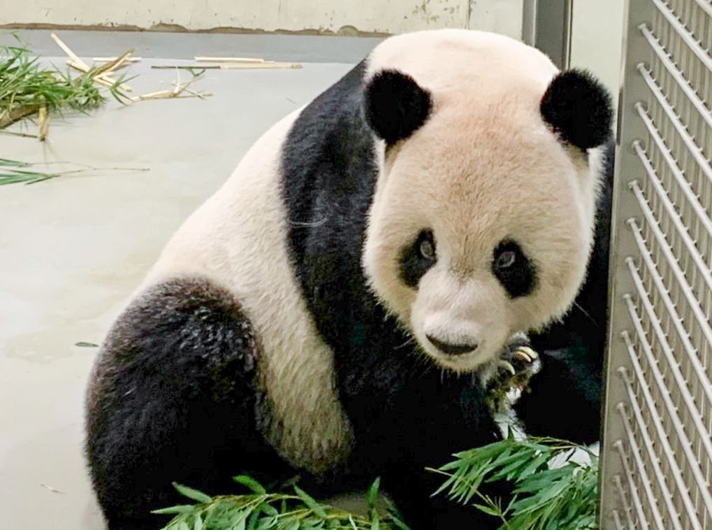 ▲大貓熊「團團」。（圖／臺北市立動物園提供）