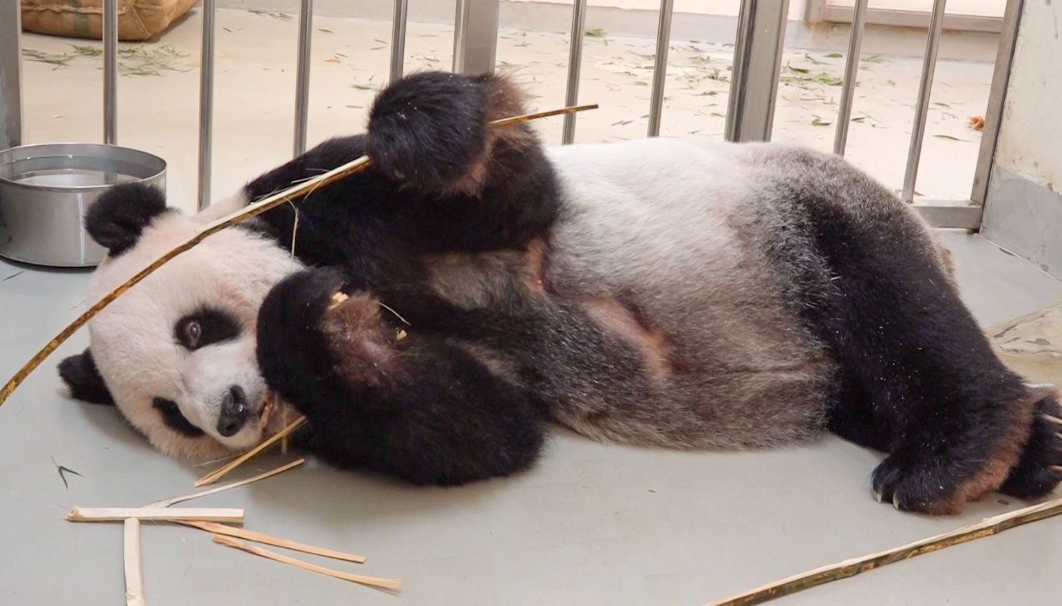 ▲大貓熊「團團」。（圖／臺北市立動物園提供）