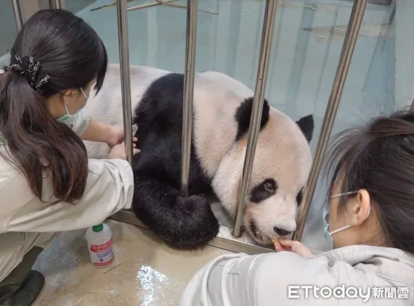 ▲大貓熊「團團」。（圖／臺北市立動物園提供）