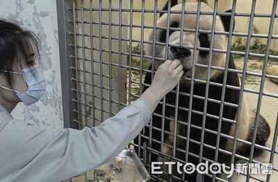 快訊／團團「能活多久」　園方採安寧療法：盡量舒服過每一天