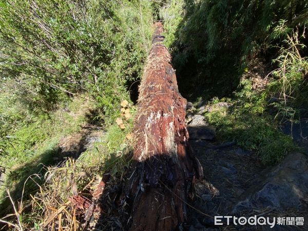 ▲高達12公尺巨樹傾倒在玉山主峰線步道上，排雲山莊管理員以電鋸切割移除。（圖／翻攝「玉山國家公園」臉書粉專）