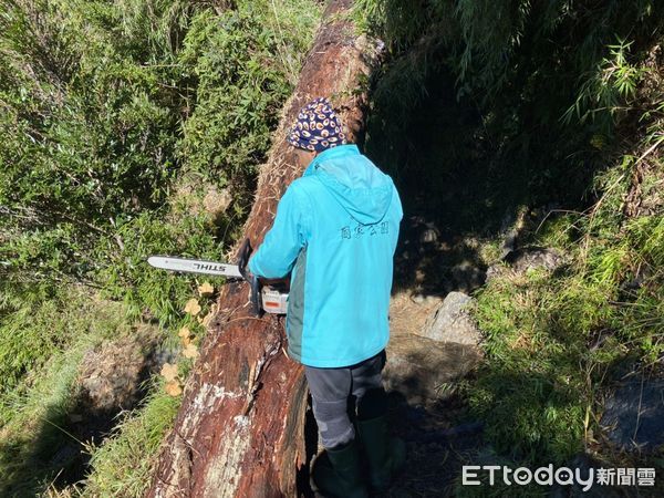 ▲高達12公尺巨樹傾倒在玉山主峰線步道上，排雲山莊管理員以電鋸切割移除。（圖／翻攝「玉山國家公園」臉書粉專，下同）