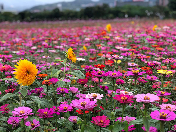 關渡秘境花海回來了！如1.5萬坪糖果灑一地乾燥花DIY免費體驗| ETtoday旅遊雲| ETtoday新聞雲