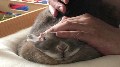 兔兔給主人摸「睡著手還不放」　頭被壓扁扁：現在是什麼肥事啦？