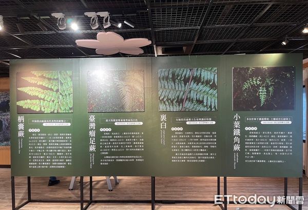 ▲▼ 嘉義林管處蕨類植物展神木攝影作品徵選 。（圖／嘉義林管處提供）