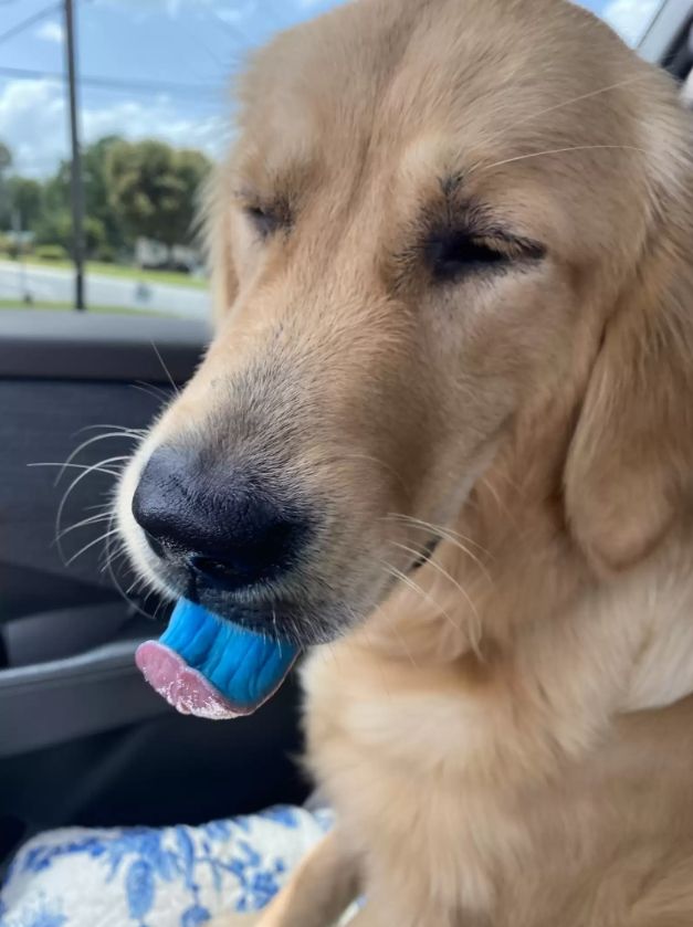▲▼狗狗的舌頭變成藍色的。（圖／翻攝自ig／@icieedoglily）