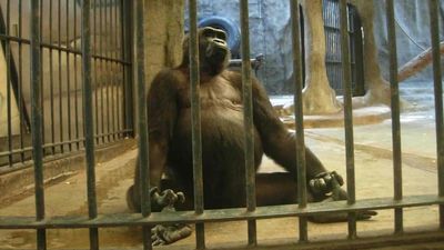 世界上最孤獨的猩猩「被鐵籠圈養33年」　各界籌善款買回主人卻開價2千萬