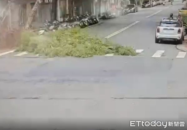 ▲▼松山區路樹倒塌，所幸並未影響人車安全。（圖／記者邱中岳翻攝）