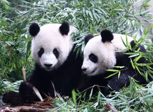 ▲▼ 2008年9月9日，贈台大熊貓「團團」（左）和「圓圓」在中國大熊貓保護研究中心雅安碧峰峽基地玩耍。         。（圖／翻攝新華社）