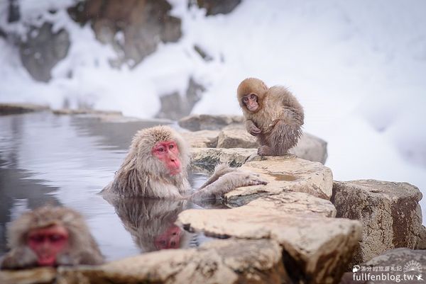 ▲▼日本長野雪猴溫泉公園（圖／滿分的旅遊札記提供）