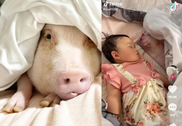 日本媽媽記錄女兒與寵物粉紅豬成長過程，不時可看到嬰兒與豬豬同睡的溫馨畫面。（翻攝IG @sallychan_0927、翻攝抖音@yua0129y）